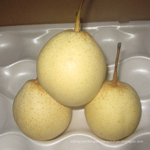 Fresh New Crop Yellow Ya Pear